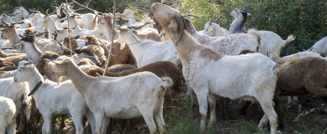 Descubren un corral oculto con 29 ovejas y cabras sin control sanitario en una finca de Alicante