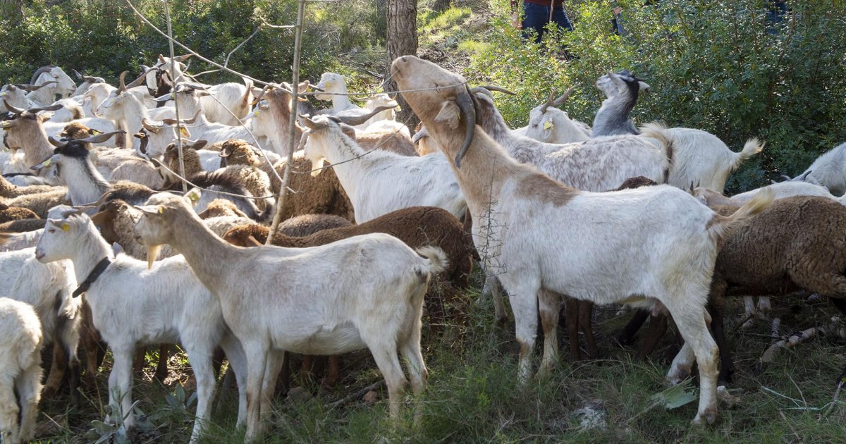Descubren un corral oculto con 29 ovejas y cabras sin control sanitario en una finca de Alicante