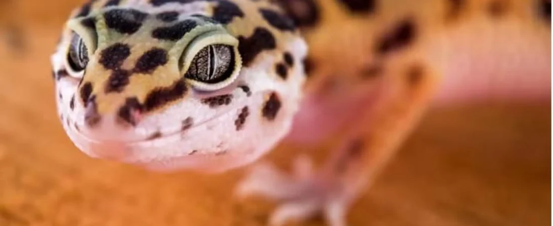 El pequeño y pobre lagarto que podría ayudar a entender y curar los tumores humanos