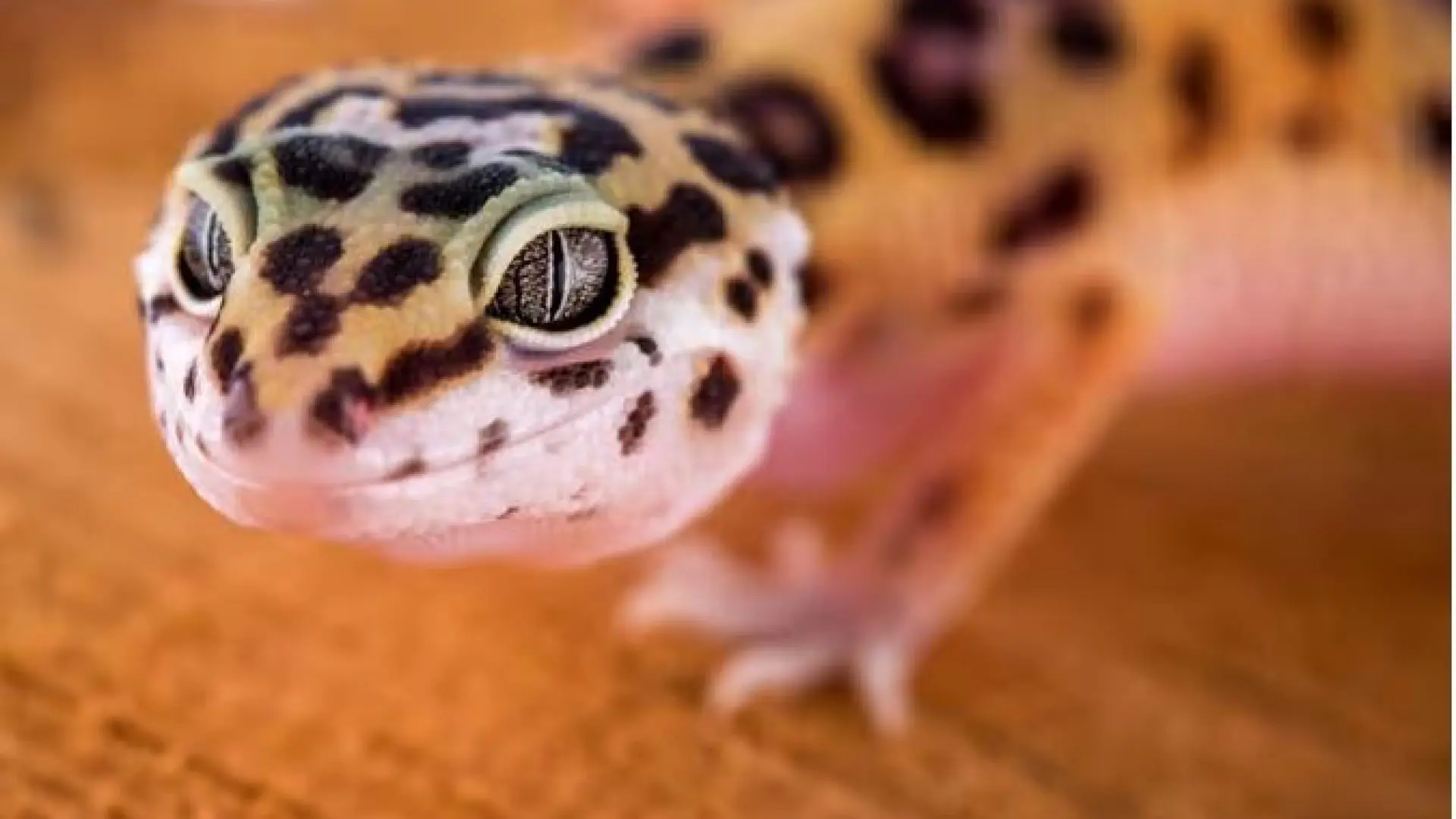 El pequeño y pobre lagarto que podría ayudar a entender y curar los tumores humanos