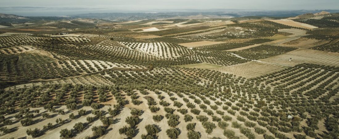 El rincón de Jaén desde donde se exportaba aceite a Roma hace 2.000 años
