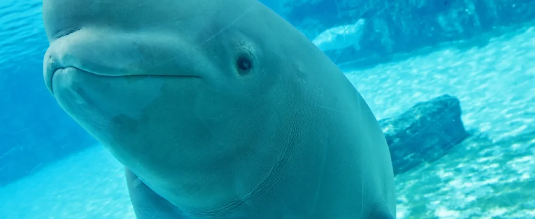 Salvan ‘in extremis’ a 30 belugas que iban a ser sacrificadas tras cerrar su acuario: dos serán trasladadas a España