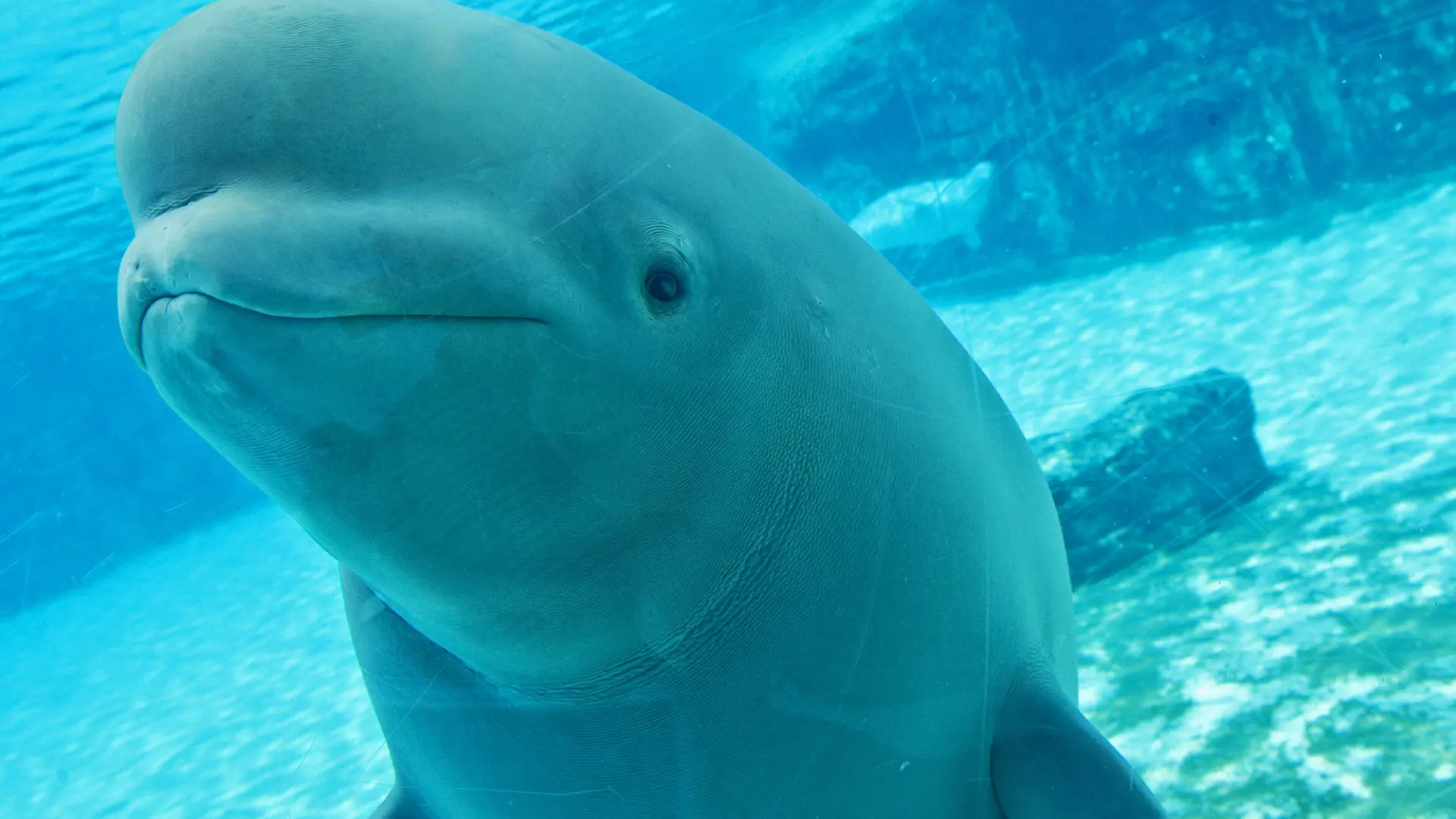 Salvan ‘in extremis’ a 30 belugas que iban a ser sacrificadas tras cerrar su acuario: dos serán trasladadas a España