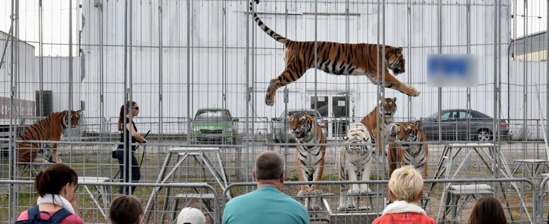 Seis tigres rescatados en Alemania llegan a Villena para empezar una vida más segura