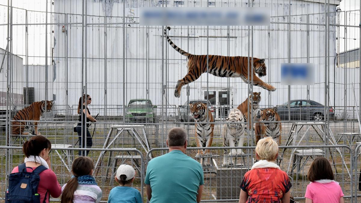 Seis tigres rescatados en Alemania llegan a Villena para empezar una vida más segura